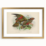 Vintage Animal Art: Parrot Illustration Art Print