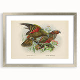 Vintage Animal Art: Parrot Illustration Art Print