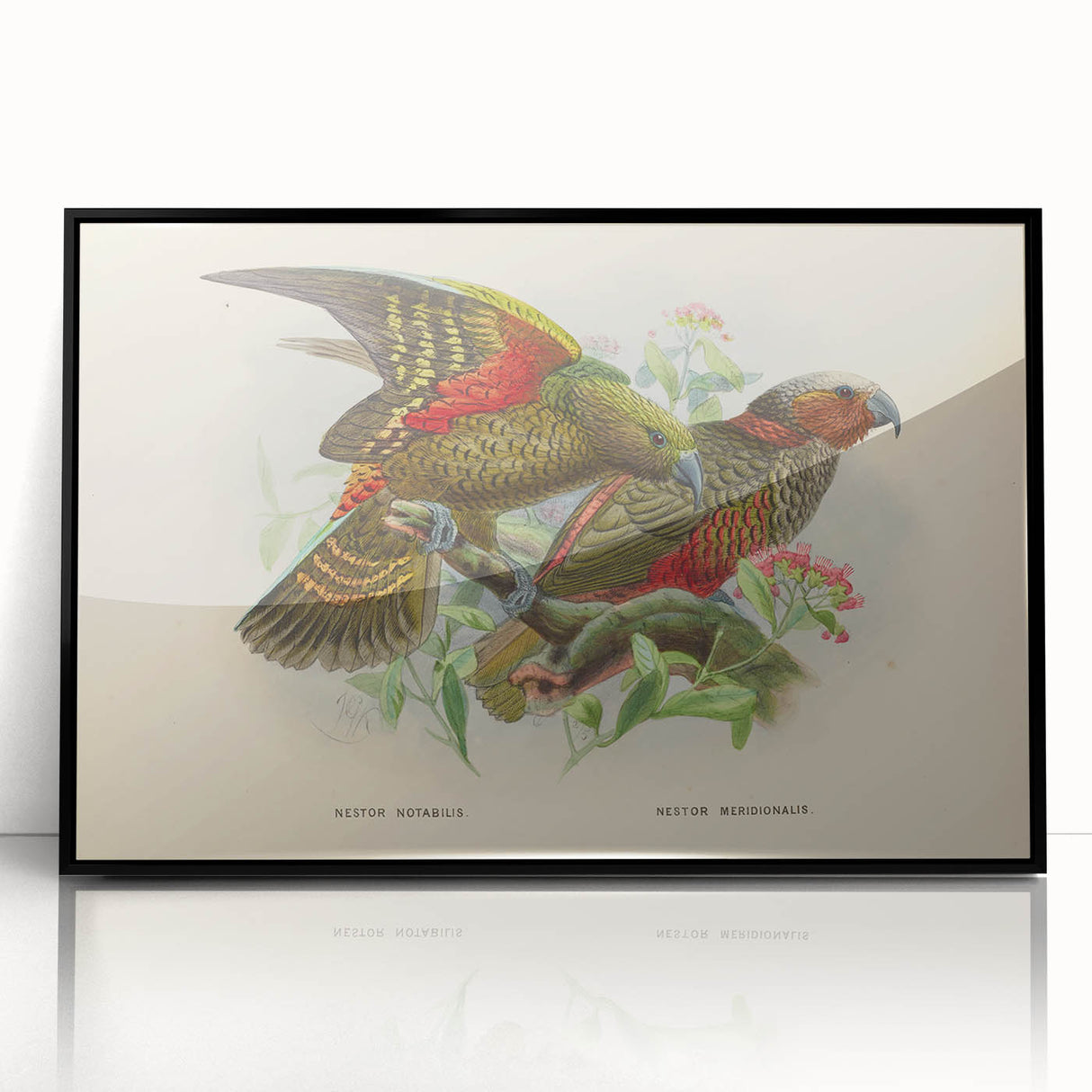 Vintage Animal Art: Parrot Illustration Art Print