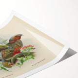 Vintage Animal Art: Parrot Illustration Art Print