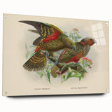 Vintage Animal Art: Parrot Illustration Art Print