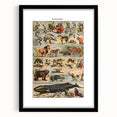 Vintage Animal Art: Timeless Wildlife Illustration Prints