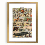 Vintage Animal Art: Timeless Wildlife Illustration Prints