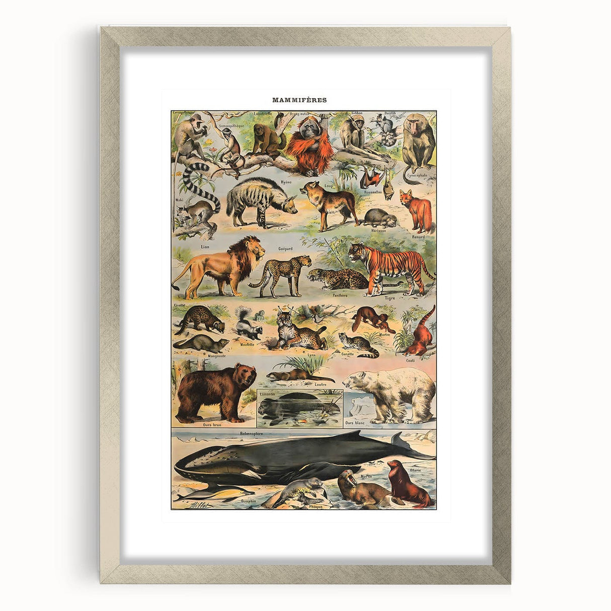 Vintage Animal Art: Timeless Wildlife Illustration Prints