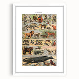 Vintage Animal Art: Timeless Wildlife Illustration Prints