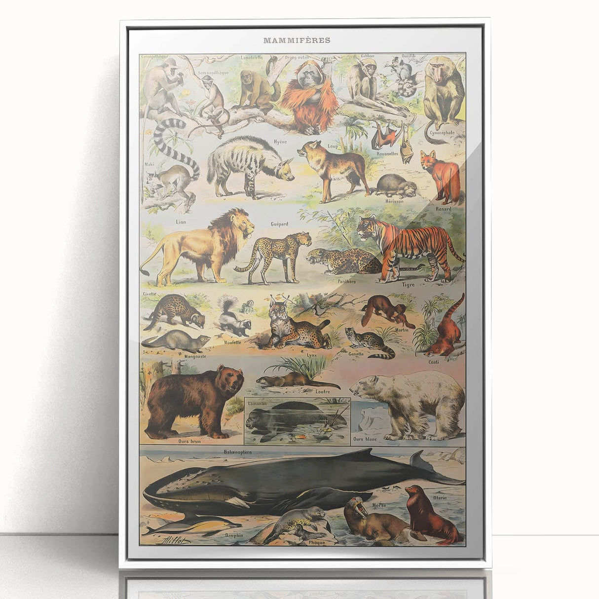 Vintage Animal Art: Timeless Wildlife Illustration Prints