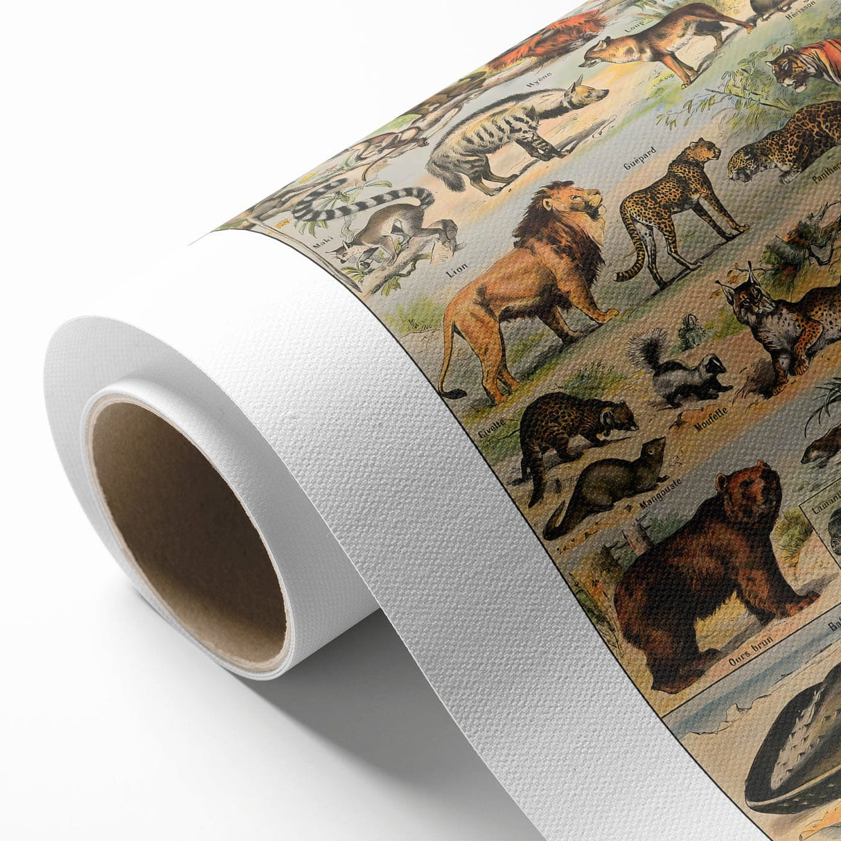 Vintage Animal Art: Timeless Wildlife Illustration Prints
