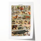 Vintage Animal Art: Timeless Wildlife Illustration Prints