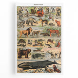 Vintage Animal Art: Timeless Wildlife Illustration Prints