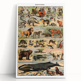 Vintage Animal Art: Timeless Wildlife Illustration Prints