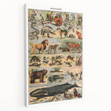 Vintage Animal Art: Timeless Wildlife Illustration Prints