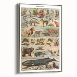 Vintage Animal Art: Timeless Wildlife Illustration Prints