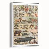 Vintage Animal Art: Timeless Wildlife Illustration Prints