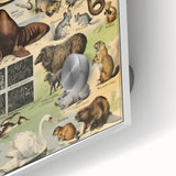 Vintage Animal Art: Detailed Wildlife Illustration Prints