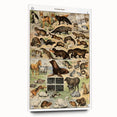 Vintage Animal Art: Detailed Wildlife Illustration Prints