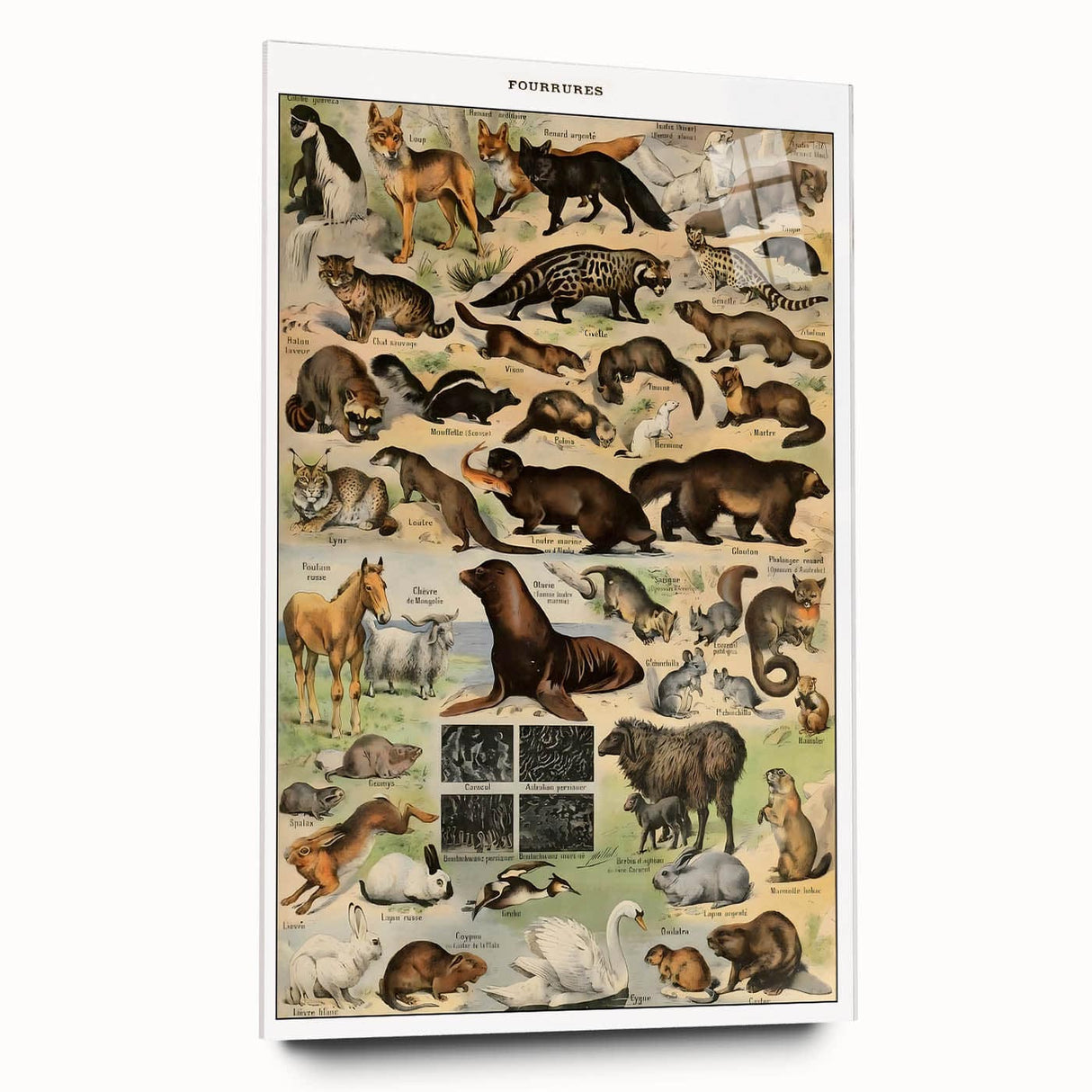 Vintage Animal Art: Detailed Wildlife Illustration Prints