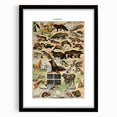 Vintage Animal Art: Detailed Wildlife Illustration Prints