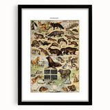 Vintage Animal Art: Detailed Wildlife Illustration Prints