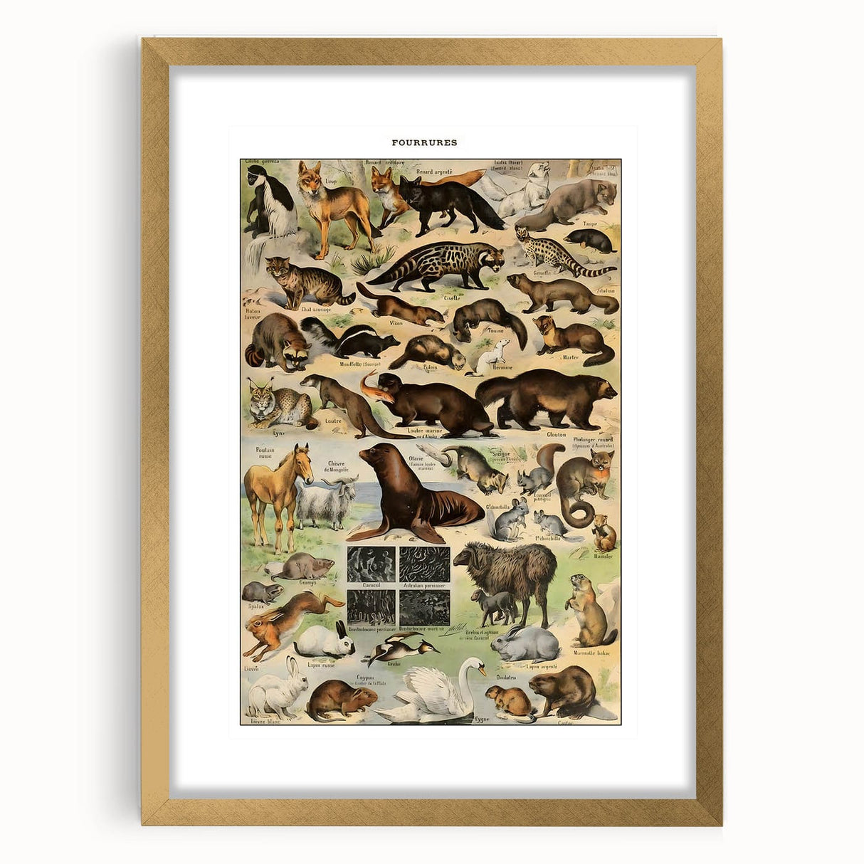 Vintage Animal Art: Detailed Wildlife Illustration Prints