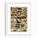 Vintage Animal Art: Detailed Wildlife Illustration Prints