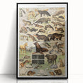 Vintage Animal Art: Detailed Wildlife Illustration Prints