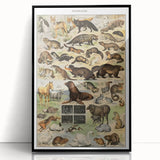 Vintage Animal Art: Detailed Wildlife Illustration Prints