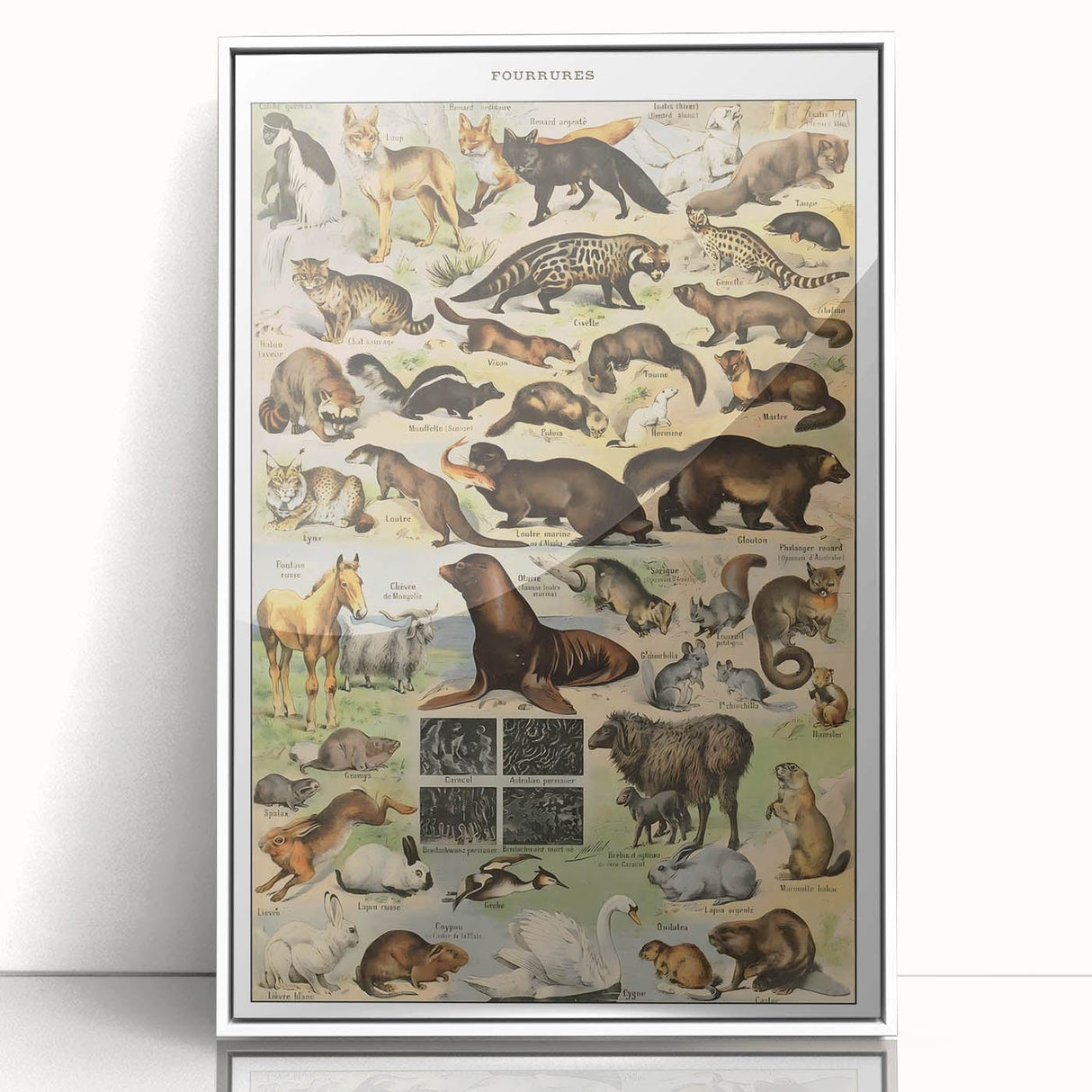 Vintage Animal Art: Detailed Wildlife Illustration Prints