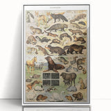Vintage Animal Art: Detailed Wildlife Illustration Prints