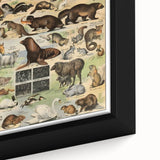 Vintage Animal Art: Detailed Wildlife Illustration Prints