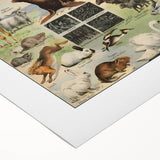 Vintage Animal Art: Detailed Wildlife Illustration Prints