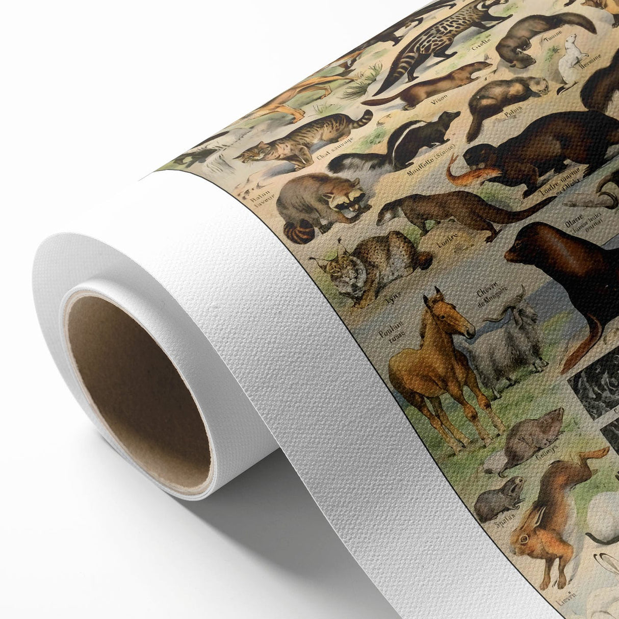 Vintage Animal Art: Detailed Wildlife Illustration Prints