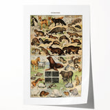 Vintage Animal Art: Detailed Wildlife Illustration Prints
