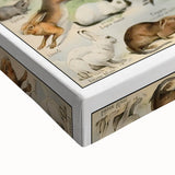 Vintage Animal Art: Detailed Wildlife Illustration Prints