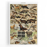 Vintage Animal Art: Detailed Wildlife Illustration Prints