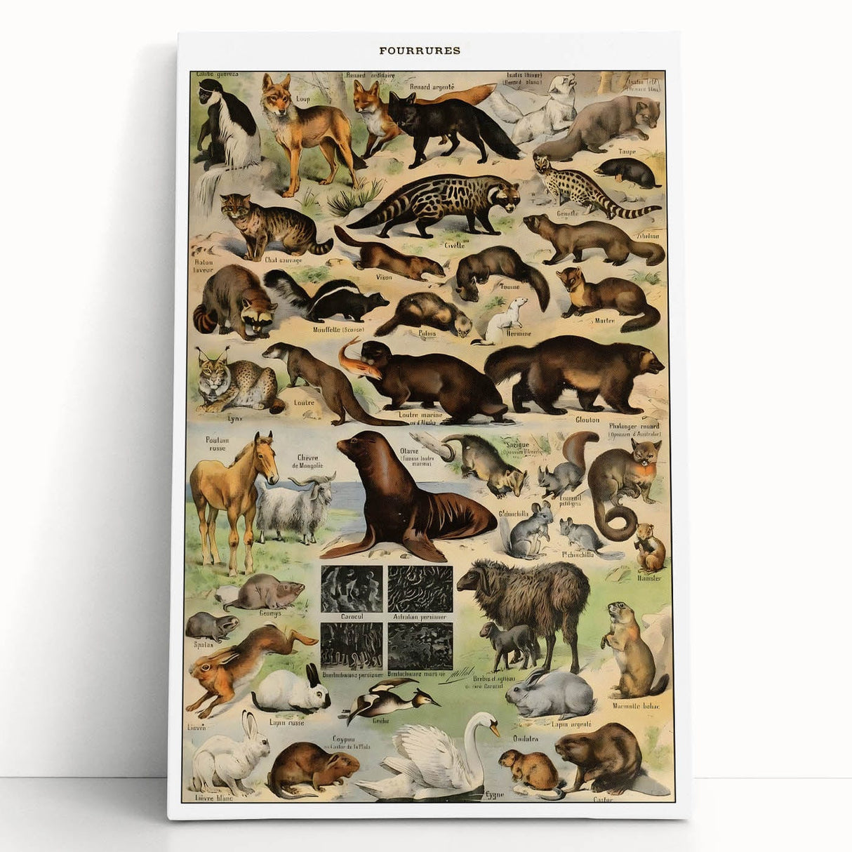 Vintage Animal Art: Detailed Wildlife Illustration Prints