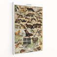 Vintage Animal Art: Detailed Wildlife Illustration Prints