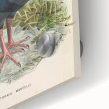 Vintage Animal Art: Takahe Illustration Art Print