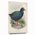 Vintage Animal Art: Takahe Illustration Art Print