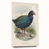 Vintage Animal Art: Takahe Illustration Art Print