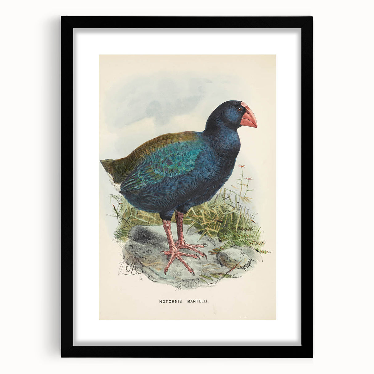 Vintage Animal Art: Takahe Illustration Art Print