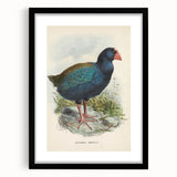 Vintage Animal Art: Takahe Illustration Art Print