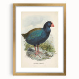 Vintage Animal Art: Takahe Illustration Art Print