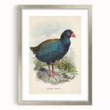 Vintage Animal Art: Takahe Illustration Art Print