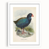 Vintage Animal Art: Takahe Illustration Art Print