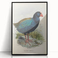 Vintage Animal Art: Takahe Illustration Art Print