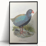 Vintage Animal Art: Takahe Illustration Art Print
