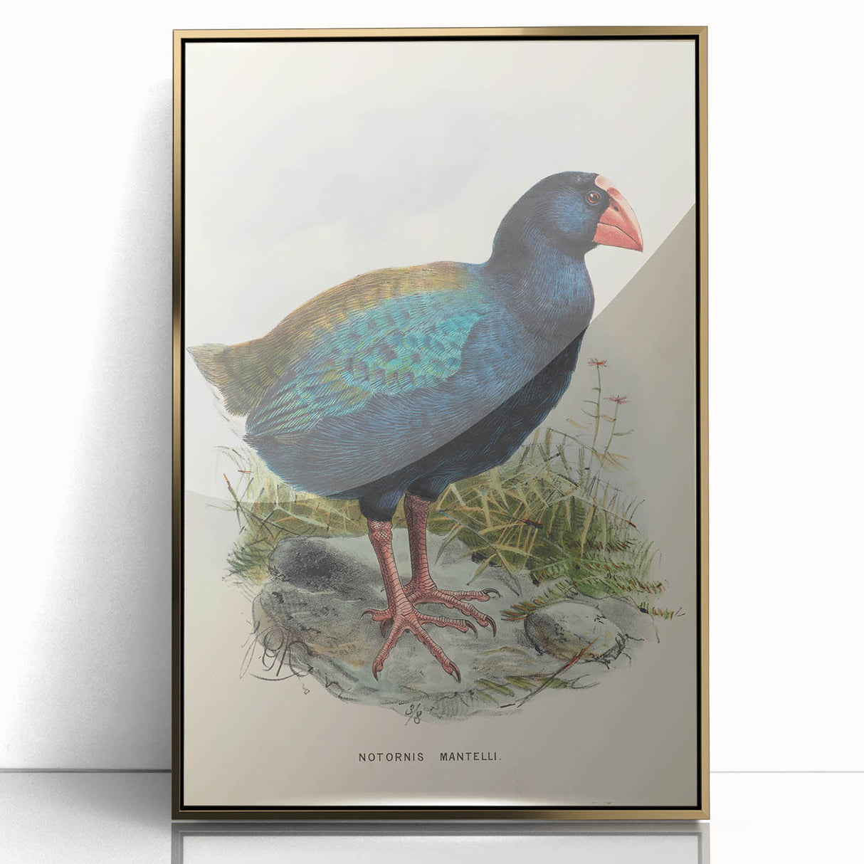 Vintage Animal Art: Takahe Illustration Art Print