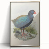 Vintage Animal Art: Takahe Illustration Art Print