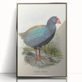 Vintage Animal Art: Takahe Illustration Art Print