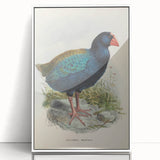 Vintage Animal Art: Takahe Illustration Art Print